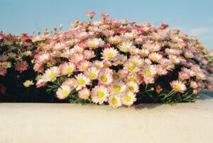 Pesan Bunga Online di Mojosari